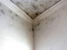 Best Attic Mold Removal  in Berry Hill, TN